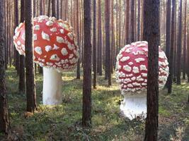 riesige Pilze, die zwischen den Bäumen im Waldfoto fliegen foto