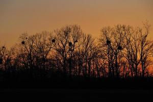 Sonnenuntergang und Bäume foto