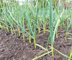 Knoblauch wächst im Gemüsegarten. landwirtschaftliche Beete, Gartenarbeit, grüne Blätter. foto