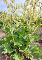 Rhabarber blüht im Garten. Landwirtschaft, Gartenbau, Pflanze. foto