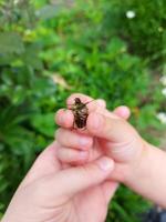 Das Kind hält einen Chafer in seiner Handfläche. das kind erkundet die natur, fängt insekten. Kindheit, lernt die Welt herum. Entwicklung des Kindes. foto