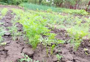 Karotte wächst im Gartenbeet. grüne Blätter. foto