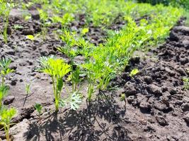 Karotte wächst im Gartenbeet. grüne Blätter. foto