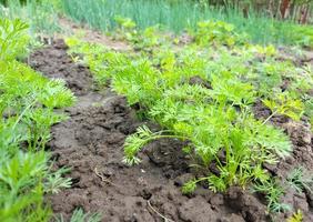 Karotte wächst im Gartenbeet. grüne Blätter. foto