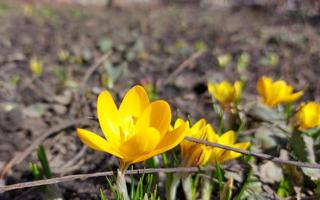 Im Garten blühen gelbe Krokusse. frühe Frühlingsblumen. sonniges Wetter. kopierraum, platz für text. foto