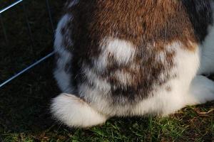 Kaninchenschwanz auf weißem Hintergrund foto