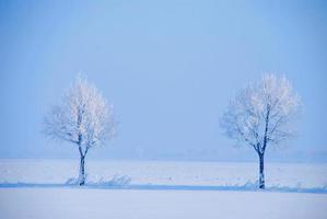 zwei schneebedeckte und eisweiße Bäume im Winter foto