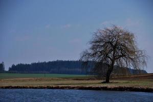 Baum am See foto