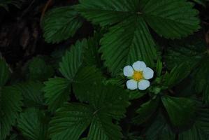 blühende Walderdbeeren foto