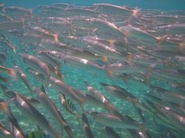 Fischschwarm im Meer foto