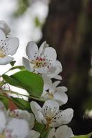 weiße Kirschblüten foto