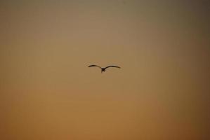 Vogel fliegt in den Sonnenuntergang foto