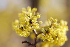 gelbe Blumen Nahaufnahme foto