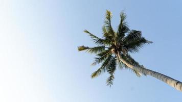 Kokospalme in Ameisenansicht am Tag des blauen Himmels foto