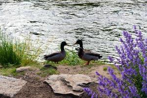 zwei Enten entlang des Flusses foto