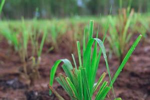 Purpur-Guinea-Gras für die Aufzucht von Kühen foto