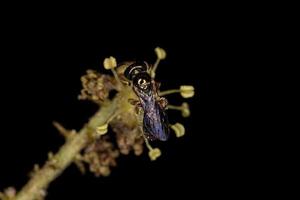 erwachsene Schweißbiene foto