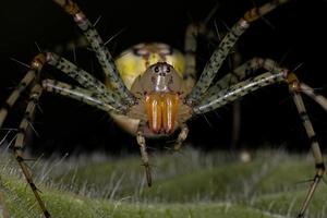 erwachsene weibliche Luchsspinne foto