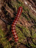 Roter Tausendfüßler mit flachem Rücken foto