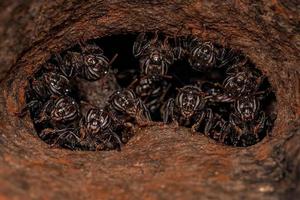 erwachsene stachellose Bienen foto