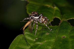 kleine springende Spinne foto