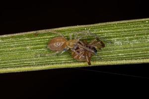 kleine entelegyne Spinne foto