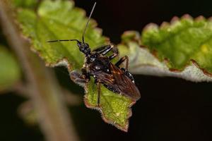 erwachsener Bienenmörderkäfer foto