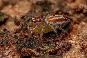 erwachsene weibliche Springspinne foto