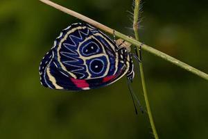 erwachsener achtziger Schmetterling foto