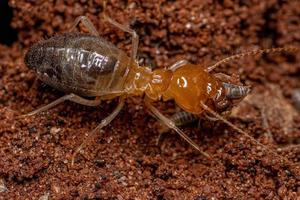 ausgewachsene Termiten mit Kiefernase jagen kleinere Termiten foto