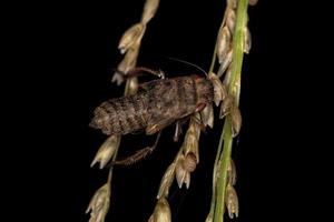 Scharfschützen-Insektenhäutung foto