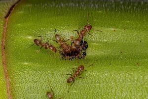 Erwachsene Cecropia-Ameisen auf einem Cecropia-Stamm foto