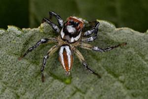 erwachsene männliche springende spinne foto