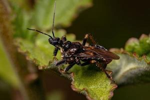 erwachsener Bienenmörderkäfer foto