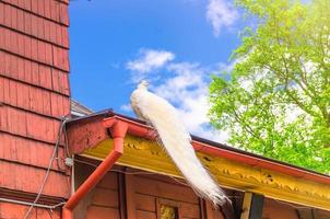 Schöner weißer Pfauenvogel mit langem Schwanz auf dem Dach des Holzgebäudes foto