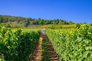 landwirtschaftstraktor, der in reihen von weinbergen arbeitet, grüne felder mit weinrebenspalier auf rheintalhügeln foto