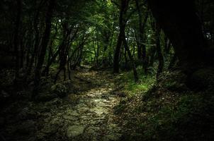 steinweg im dichten grünen wald, kloster ostrog, montenegro foto