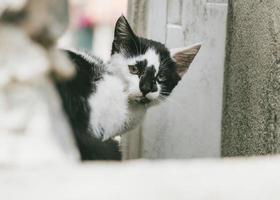 kleine streunende katze auf der straße foto