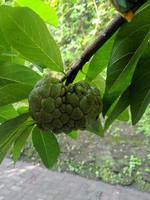 Unreifer Zuckerapfel oder annona squamosa im Garten foto