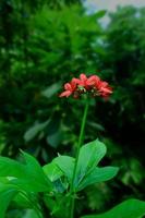 rote Blume, kleine rote Blume im Garten, roter Blumenstrauß. foto