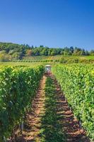 landwirtschaftstraktor, der in reihen von weinbergen arbeitet, grüne felder mit weinrebenspalier auf rheintalhügeln foto