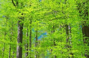 Buchen mit grünen Blättern auf Ästen im dichten, dichten Laubwald von slavkov foto