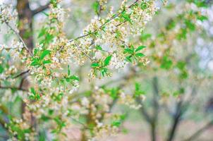 Kirschbaumblüte im Frühling, Nahaufnahme foto