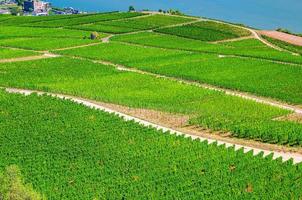 Luftpanoramablick auf die Rheinschlucht oder das Weinbaugebiet Oberes Mittelrheintal foto