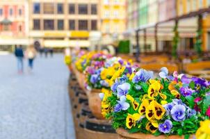 Bunte bunte Blumen Stiefmütterchen in Töpfen auf dem Rynek-Marktplatz foto