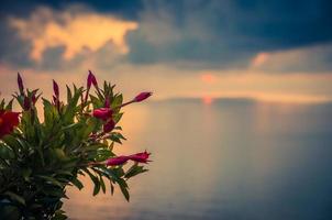 rosaroter schöner Blumenstrauch im Vordergrund des erstaunlichen Sonnenuntergangs am Meer foto