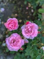 natur nahaufnahme blumen, rosa blumen foto