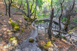 hölzerner natürlicher trekkingpfad schmetterlinge schmetterlingstal rhodos griechenland. foto