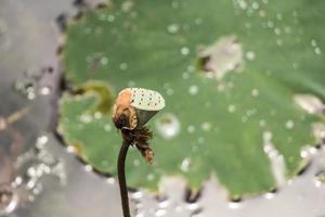 trockener tropischer teichsee mit wasserpflanzen, botanischer garten perdana. foto