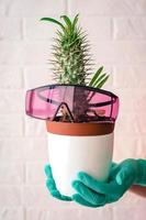 hände in latexhandschuhen, die einen topf mit kaktus halten, mit einer laser-epilationsbrille. haarentfernung, laserepil, lustiges konzept foto
